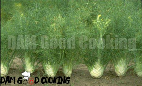 15. Fennel - 25 Foods You Can Re-Grow Yourself from Kitchen Scraps