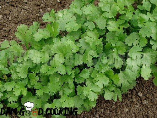 18. Cilantro - 25 Foods You Can Re-Grow Yourself from Kitchen Scraps