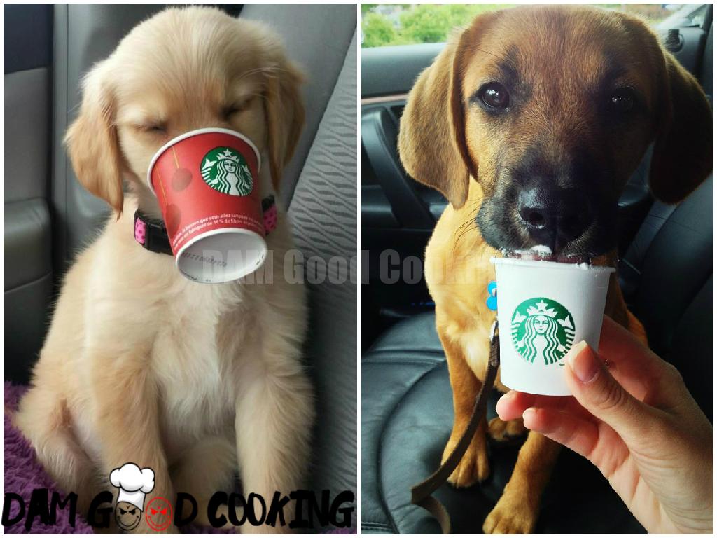 puppuccino